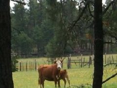 Cows in the woods